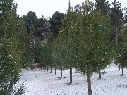 zima_v_Bahoriston (2)