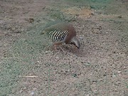 mir_ptic (10)